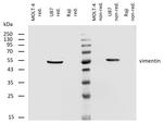 Vimentin Antibody in Western Blot (WB)
