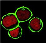 NTAL Monoclonal Antibody (NAP-07)
