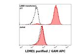LIME Antibody in Flow Cytometry (Flow)