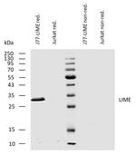 LIME Monoclonal Antibody (LIME-10)