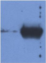 Mouse anti-Bovine Ig (Light chain) Secondary Antibody