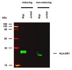 HLA-DR1 Monoclonal Antibody (MEM-267)