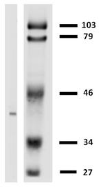HLA-G Antibody in Western Blot (WB)