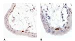 Phospho-p53 (Ser392) Antibody in Immunohistochemistry (Paraffin) (IHC (P))