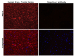 MAP2 Antibody in Immunohistochemistry (Paraffin) (IHC (P))