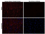 MAP2 Monoclonal Antibody (MT-07)