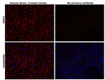 MAP2 Antibody in Immunohistochemistry (Paraffin) (IHC (P))