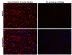 MAP2 Antibody in Immunohistochemistry (Paraffin) (IHC (P))