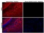 MAP2 Antibody in Immunohistochemistry (Paraffin) (IHC (P))