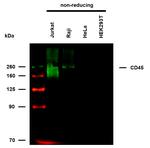 CD45 Antibody in Western Blot (WB)