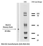 HLA-G Monoclonal Antibody (MEM-G/1), Biotin