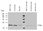 H-Ras Monoclonal Antibody (H-Ras-03)