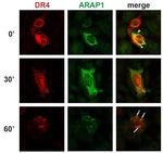 ARAP1 Monoclonal Antibody (ARAP1-2)