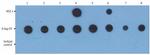 PKA alpha Antibody in Dot Blot (DB)