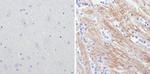NEFM Antibody in Immunohistochemistry (Paraffin) (IHC (P))