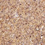 CD254 (RANK Ligand) Monoclonal Antibody (12A380)