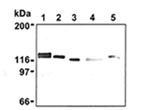Drebrin Antibody in Western Blot (WB)