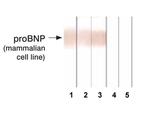 pro-Brain Natriuretic Peptide Monoclonal Antibody (24E11)