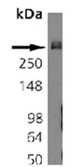 Bassoon Antibody in Western Blot (WB)