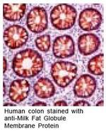 MFGE8 (Lactadherin) Antibody in Immunohistochemistry (IHC)