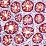 MFGE8 (Lactadherin) Antibody in Immunohistochemistry (IHC)