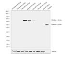 Myc Tag Monoclonal Antibody (Myc.A7), Biotin
