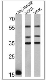 Myc Tag Monoclonal Antibody (Myc.A7), HRP