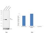 TBP Antibody in Western Blot (WB)