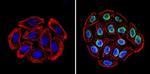 Ku70/Ku80 Antibody in Immunocytochemistry (ICC/IF)