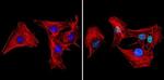 Ku70/Ku80 Antibody in Immunocytochemistry (ICC/IF)