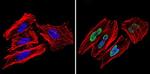 Ku70/Ku80 Antibody in Immunocytochemistry (ICC/IF)