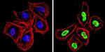 Ku70/Ku80 Antibody in Immunocytochemistry (ICC/IF)