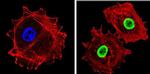 Ku70/Ku80 Antibody in Immunocytochemistry (ICC/IF)