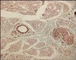 Collagen IV Antibody in Immunohistochemistry (Paraffin) (IHC (P))