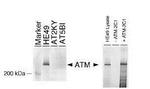 ATM Antibody in Western Blot (WB)