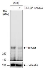 BRCA1 Antibody in Western Blot (WB)