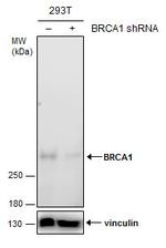 BRCA1 Antibody in Western Blot (WB)