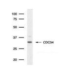 Cdc34 Antibody in Western Blot (WB)
