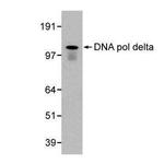 POLD1 Monoclonal Antibody (607)
