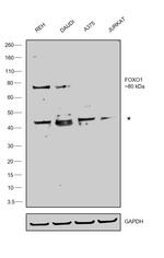 FOXO1 Antibody in Western Blot (WB)
