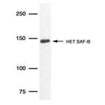 SAFB Antibody in Western Blot (WB)