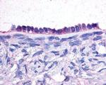 JAB1 Antibody in Immunohistochemistry (IHC)