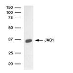 JAB1 Antibody in Western Blot (WB)