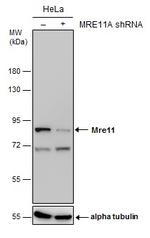 MRE11 Antibody in Western Blot (WB)