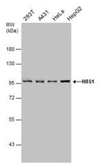 NBS1 Antibody in Western Blot (WB)