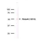 RbAp48 Antibody in Western Blot (WB)
