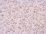 RPA14 Monoclonal Antibody (11.1)