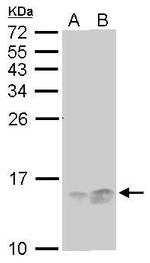 RPA14 Antibody in Western Blot (WB)