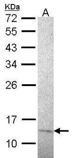 RPA14 Monoclonal Antibody (14.2)