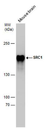 SRC1 Antibody in Western Blot (WB)